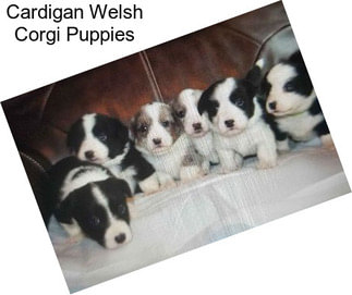 Cardigan Welsh Corgi Puppies