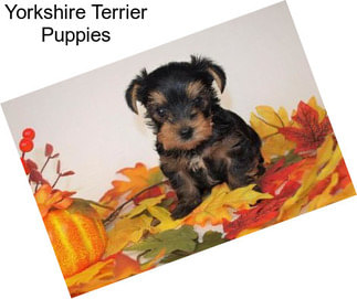 Yorkshire Terrier Puppies