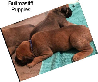 Bullmastiff Puppies