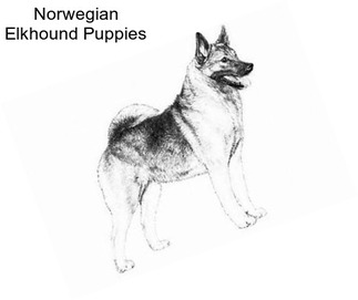 Norwegian Elkhound Puppies