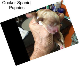Cocker Spaniel Puppies