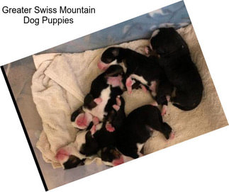 Greater Swiss Mountain Dog Puppies