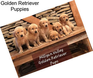 Golden Retriever Puppies