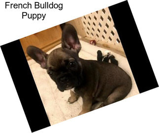 French Bulldog Puppy