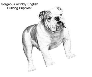Gorgeous wrinkly English Bulldog Puppies!