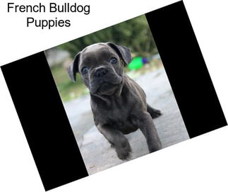 French Bulldog Puppies