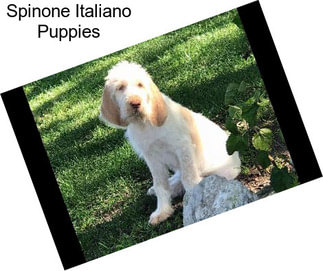 Spinone Italiano Puppies