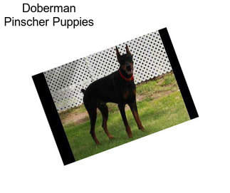 Doberman Pinscher Puppies