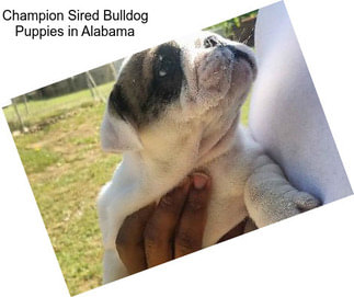 Champion Sired Bulldog Puppies in Alabama