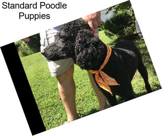 Standard Poodle Puppies