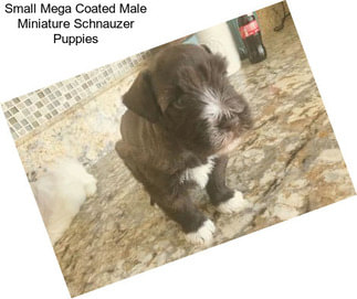 Small Mega Coated Male Miniature Schnauzer Puppies