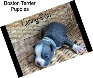 Boston Terrier Puppies