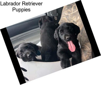 Labrador Retriever Puppies