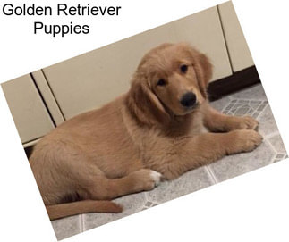 Golden Retriever Puppies