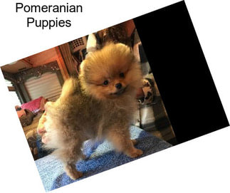 Pomeranian Puppies