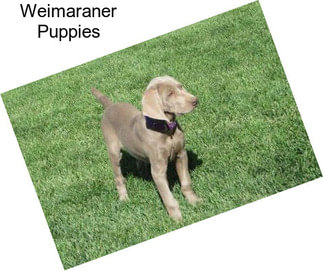 Weimaraner Puppies