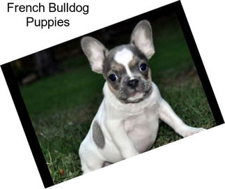 French Bulldog Puppies