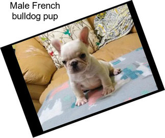 Male French bulldog pup