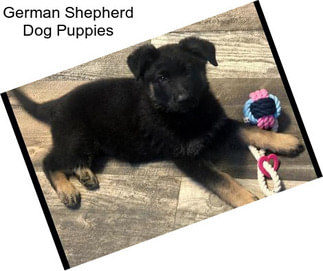 German Shepherd Dog Puppies