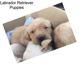 Labrador Retriever Puppies