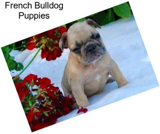 French Bulldog Puppies