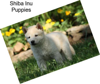 Shiba Inu Puppies