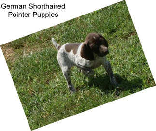 German Shorthaired Pointer Puppies