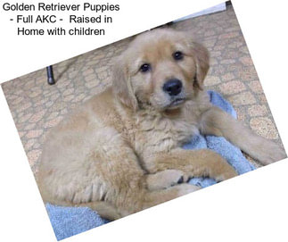 Golden Retriever Puppies - Full AKC -  Raised in Home with children