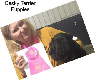 Cesky Terrier Puppies