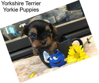 Yorkshire Terrier Yorkie Puppies