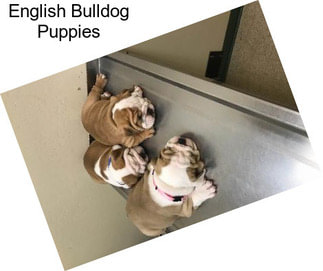 English Bulldog Puppies