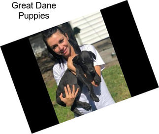 Great Dane Puppies