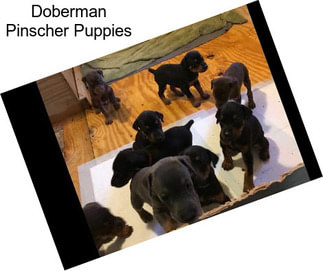 Doberman Pinscher Puppies