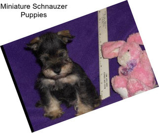 Miniature Schnauzer Puppies