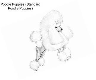 Poodle Puppies (Standard Poodle Puppies)