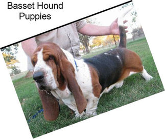 Basset Hound Puppies