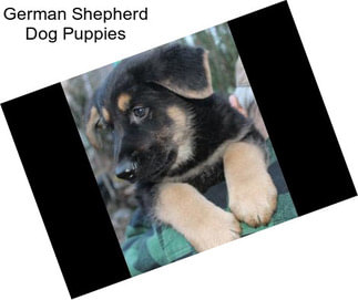 German Shepherd Dog Puppies