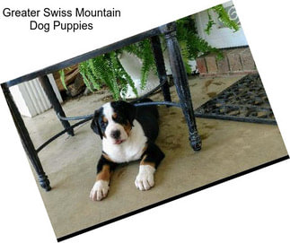 Greater Swiss Mountain Dog Puppies