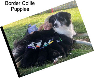 Border Collie Puppies