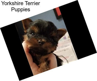 Yorkshire Terrier Puppies