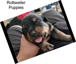 Rottweiler Puppies