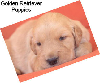 Golden Retriever Puppies