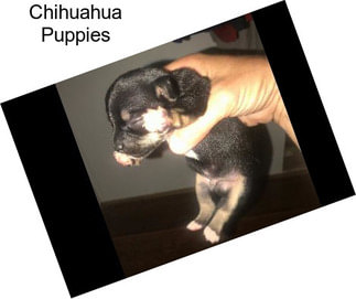 Chihuahua Puppies