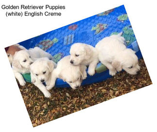 Golden Retriever Puppies (white) English Creme