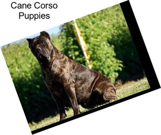 Cane Corso Puppies