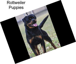 Rottweiler Puppies