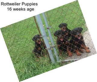 Rottweiler Puppies   16 weeks age