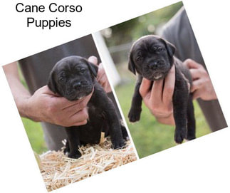 Cane Corso Puppies