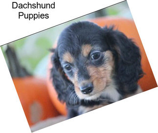 Dachshund Puppies