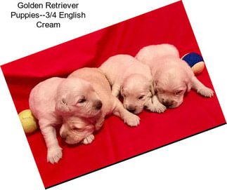 Golden Retriever Puppies--3/4 English Cream